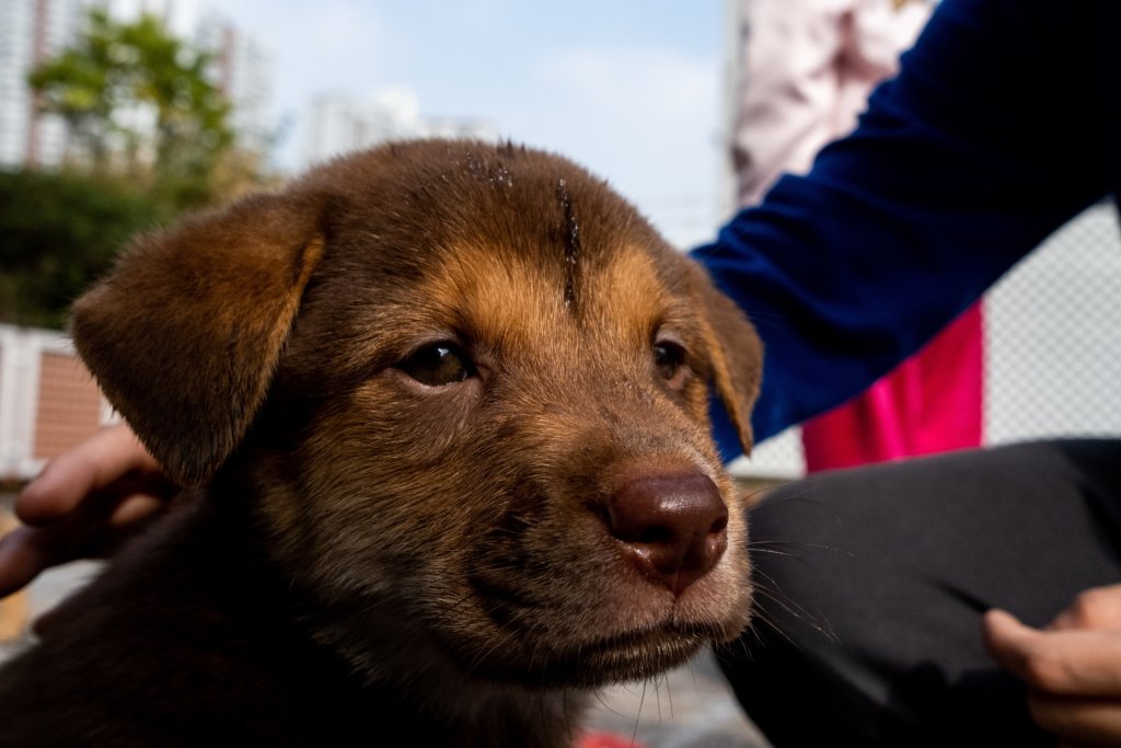 圖片來源：HONG KONG DOG RESCUE