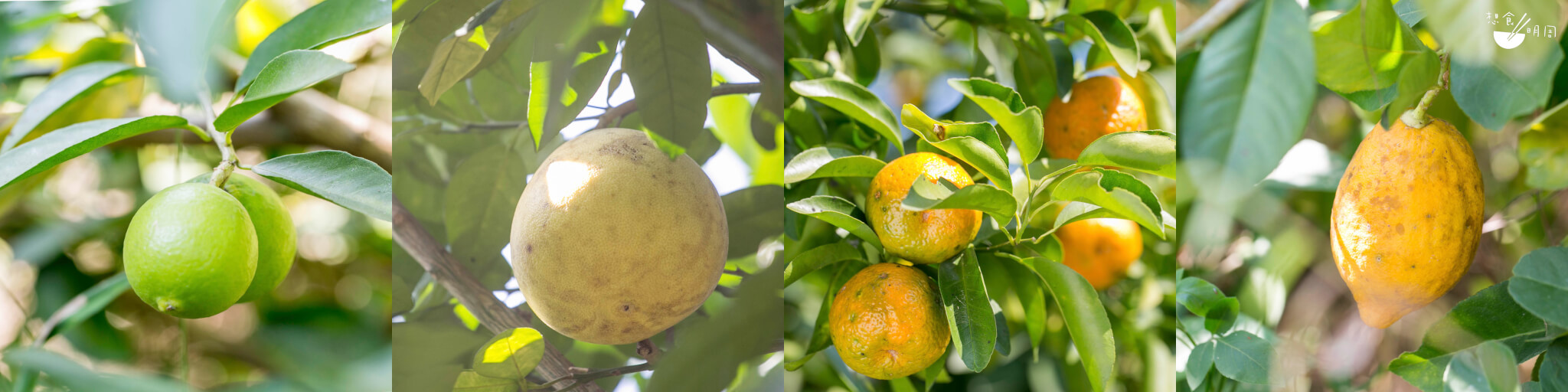 芸香科柑橘屬的果樹千姿百態，各自結出了不同質感的果實。左起：柚、桔、