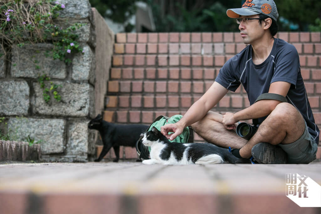 葉漢華在九龍公園偶遇幾隻小貓，忍不住坐下來跟牠們玩。