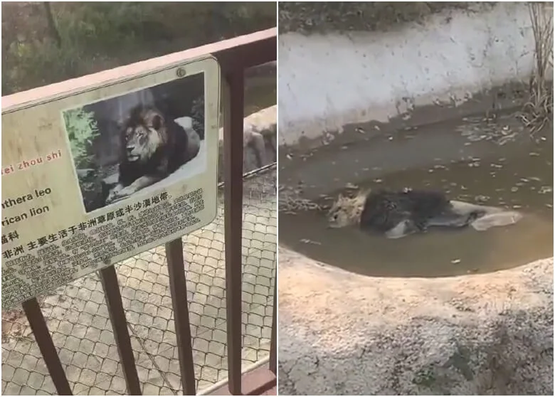 中國大陸動物園中一隻死在水中的獅子。