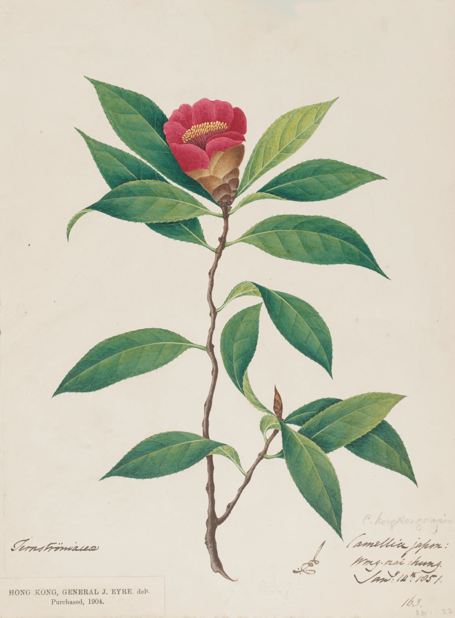 香港茶水彩畫及備忘複本 _約翰·艾爾繪 Replica of Hong Kong Camellia watercolour painting and a note_Painted by John Eyre