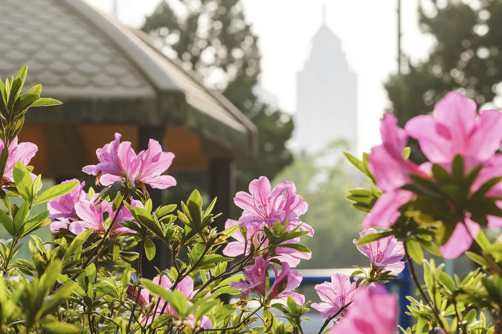 九龍塘的浪漫 少無適俗韻 80年代女文青一針一線見證歷史 半生故事在世外桃源 社會 明周文化