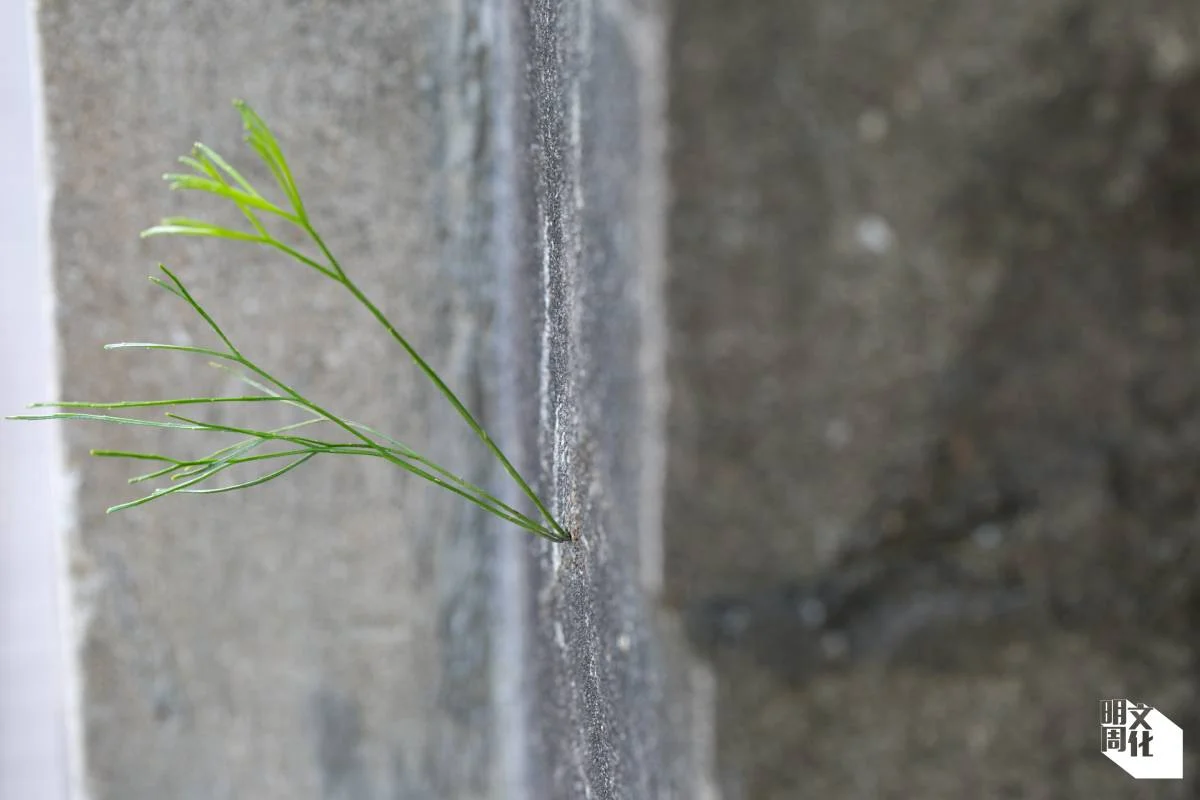 在石牆無端冒出的松葉蕨，是世上最古老的蕨類植物之一。