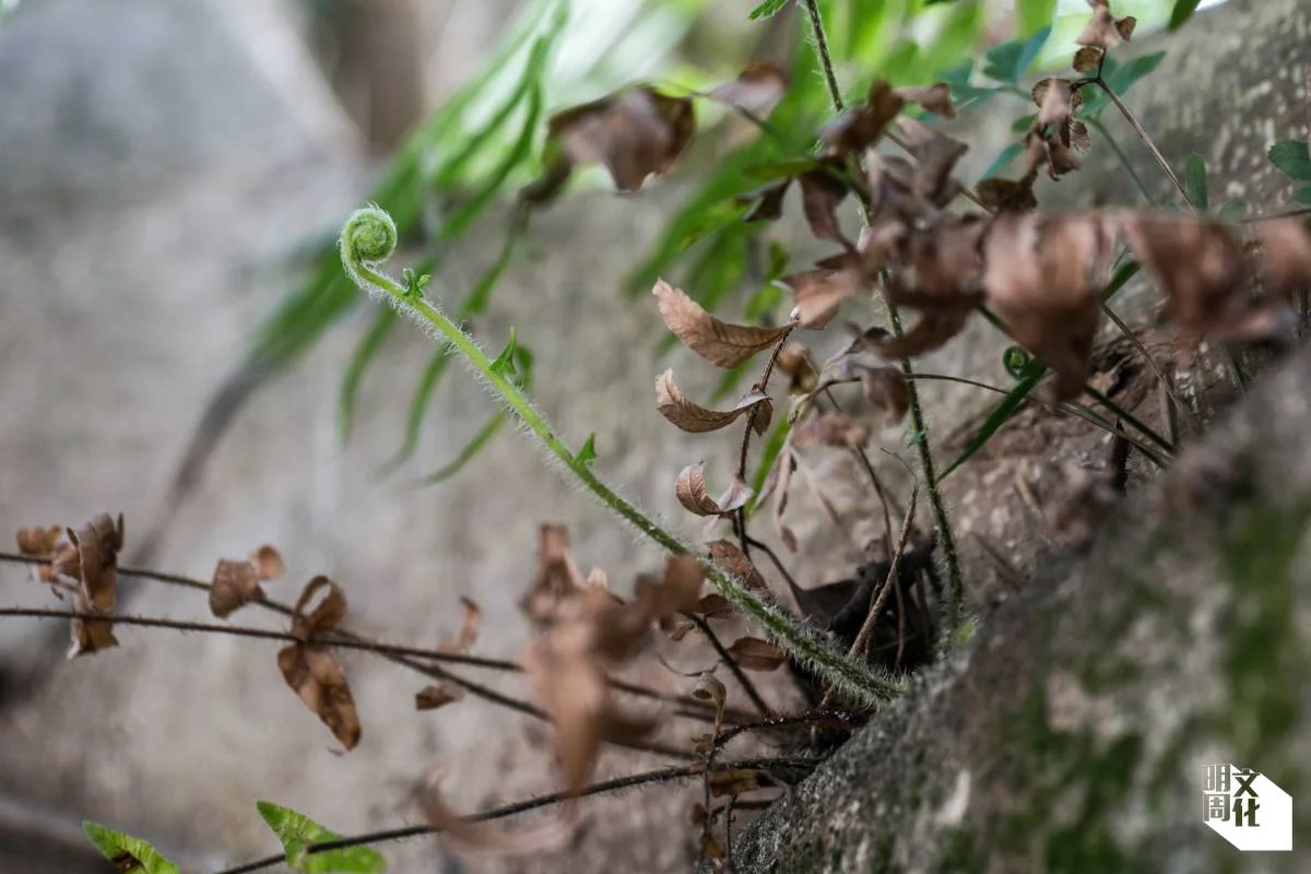 初生的蕨類植物通常呈捲旋狀，像個問號。