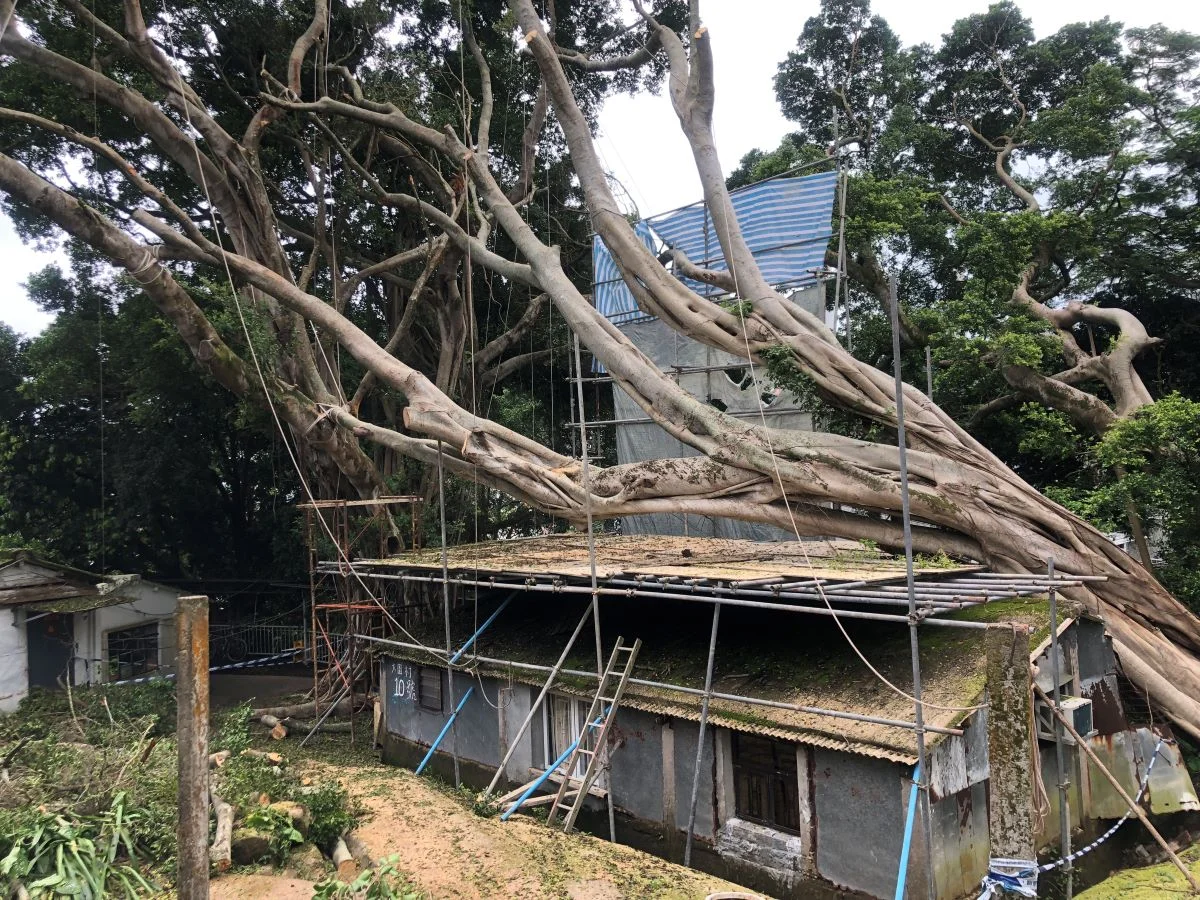 「山竹」後有大樹壓住坪洲的石棉瓦屋，最終花了十四日才處理完畢。