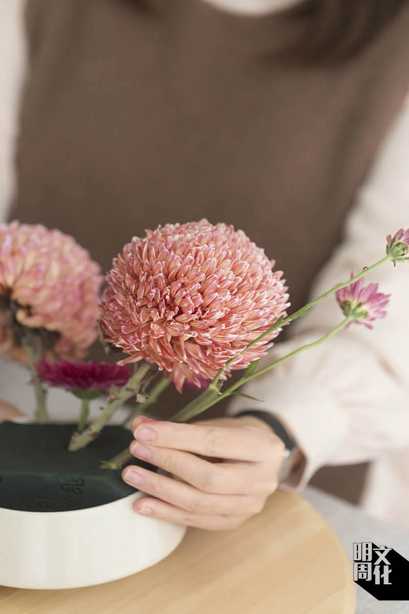 先把兩朵主花牡丹菊一高一低或一前一後地插好,再在周邊插上小菊。一株小菊有許多花蕾,可先修剪一下,然後逐朵插上。緊記以花材遮蔽瓶頸,令花瓶和花連貫起來。