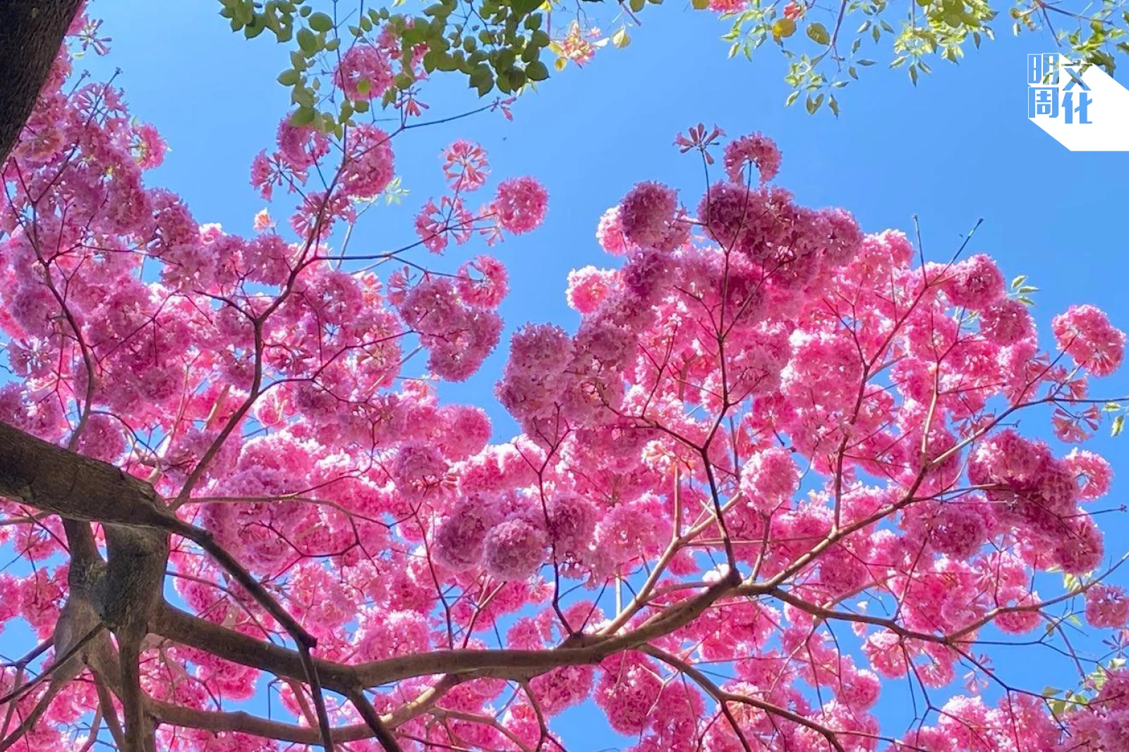 上星期開得正盛的粉花風鈴木（圖片：Lucia）