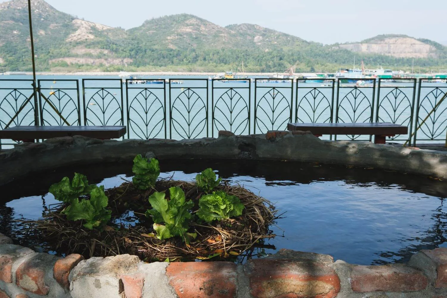 在碼頭公園的空地興建了一個小水池，引流山水種植蔬菜，體現「一方水土養一方人」的概念。