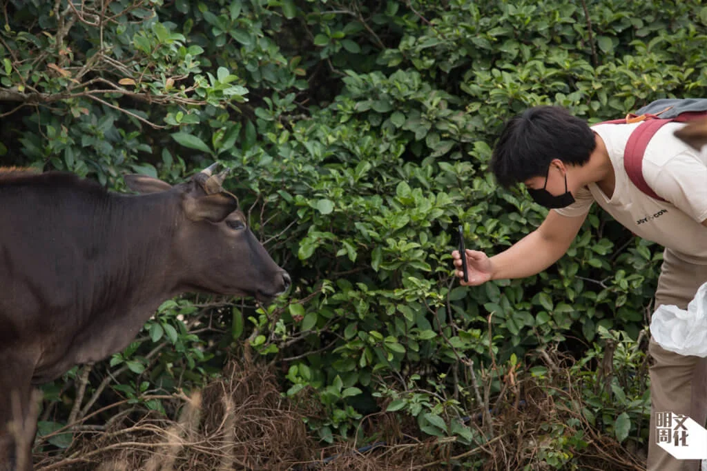 Tom舉起手機記錄牛隻的特徵,他們長遠希望建立分析牛隻狀況的數據資料庫。