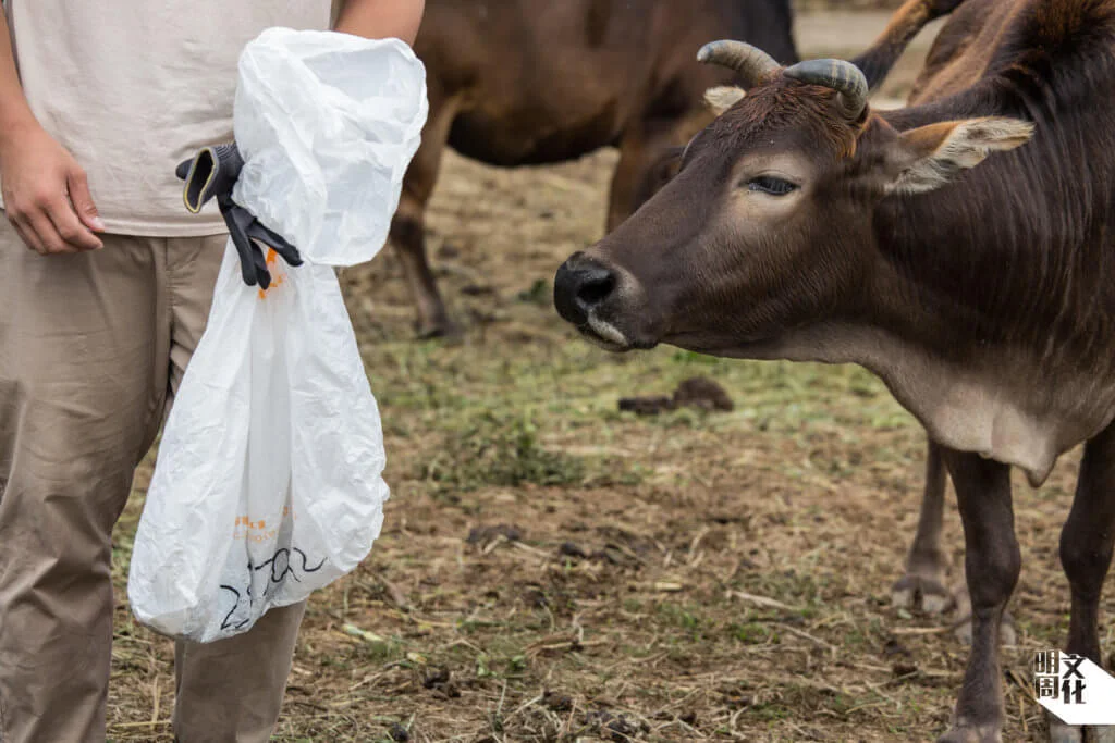 在塔門,人與牛近距離共存,可惜許多人都不懂得與牛相處;牛隻往往容易被食物、廚餘、垃圾氣味吸引,吃後難以消化,甚至有生命之危。