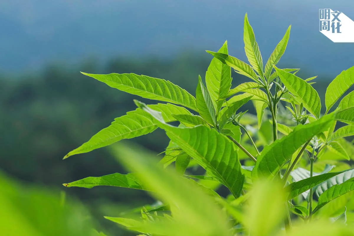 埔姜性寒，外用的話無需擔心，如果進食的話則要注意分量。