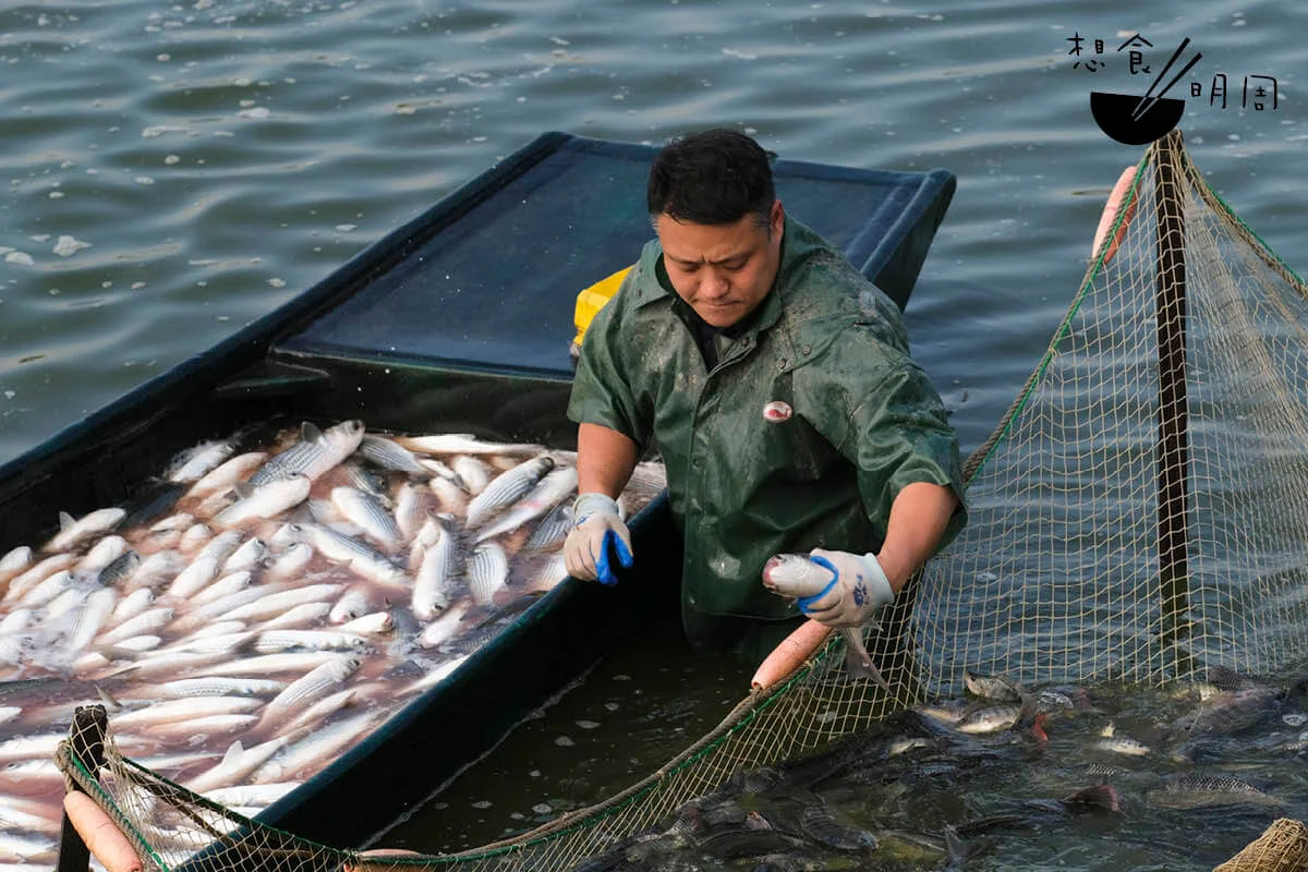 換上捕魚衣下湖，胡師傅很快便捉到烏頭魚。