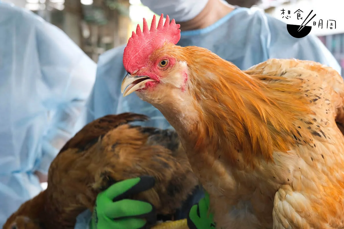 現時市面上的嘉美少爺雞，是由八個品種雜交出來的第四代雞種，飼養至少九十天後即推出市場。九十天大的雄雞生殖腺尚未成熟，其雄性荷爾蒙及雌激素含量較低，讓人可安心食用。
