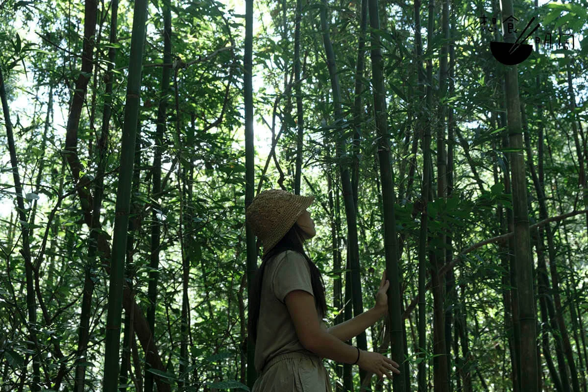 午後，Jess帶記者到後山看長有唐竹的竹林。根據《香港竹類誌》，除了大嶼山有栽培，唐竹更見於太平山、香港動植物公園、香港大學等、香港中文大學等。