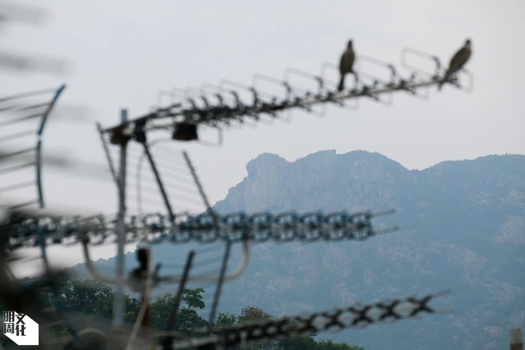 獅子山將不復見，山下人可好？