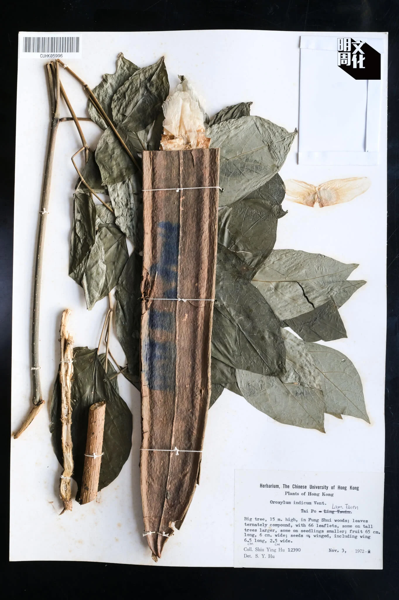 胡教授於一九七二年採集的木蝴蝶標本