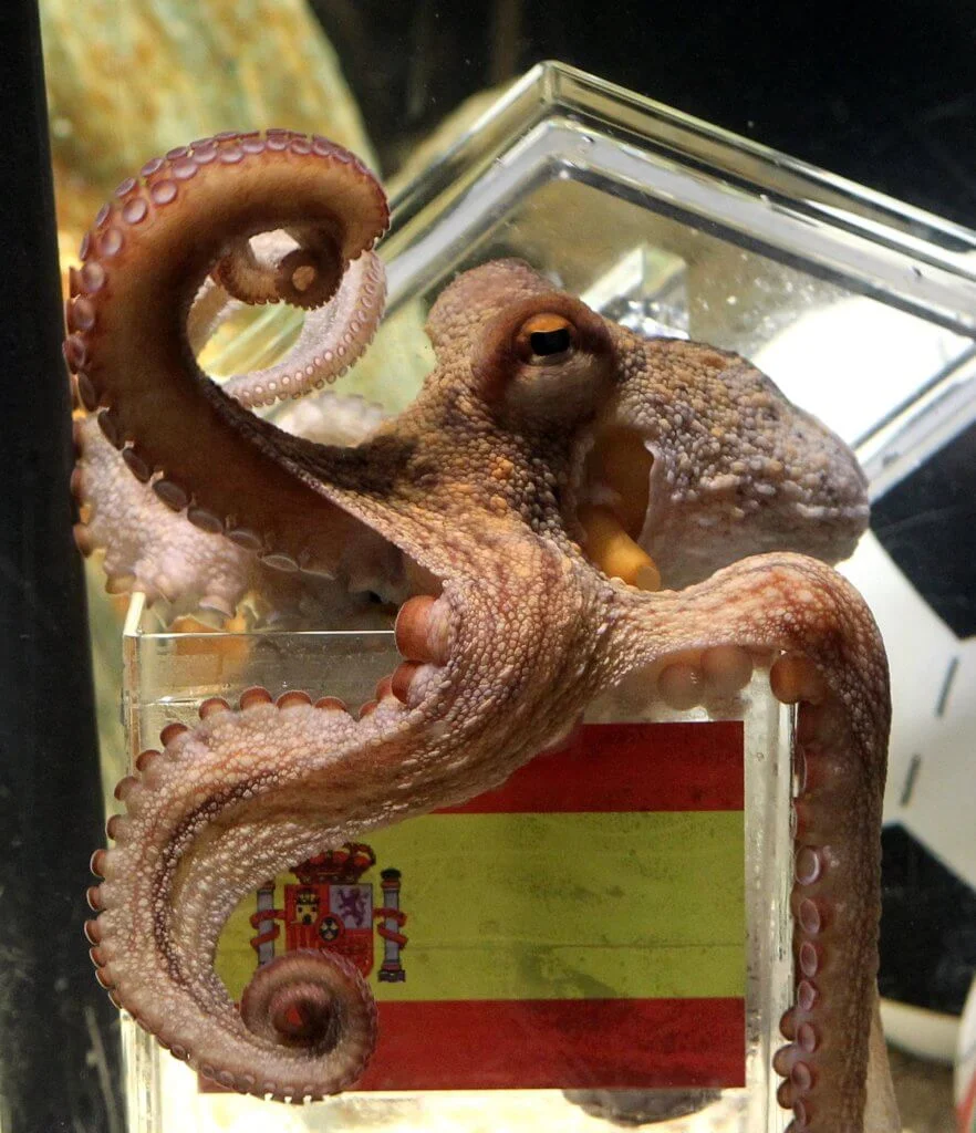 octopus-2-min