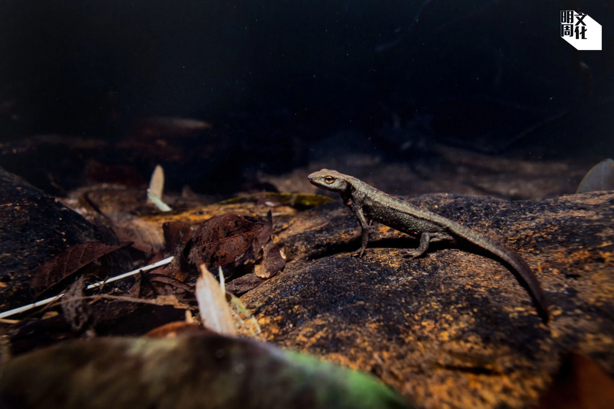 生態攝影師馮漢城曾把一幅瘰螈作品贈予劉博士