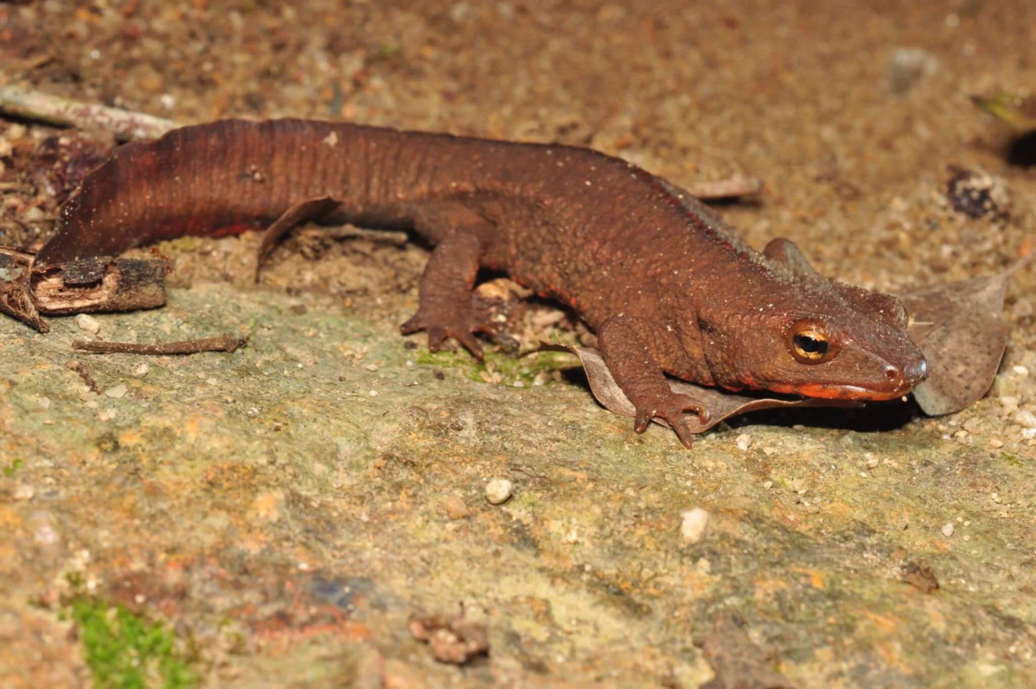 在劉博士研究的七年之間，香港瘰螈的數目增加了百分之五十至八十，故他對瘰螈的保育仍然樂觀。（圖片由劉博士提供）