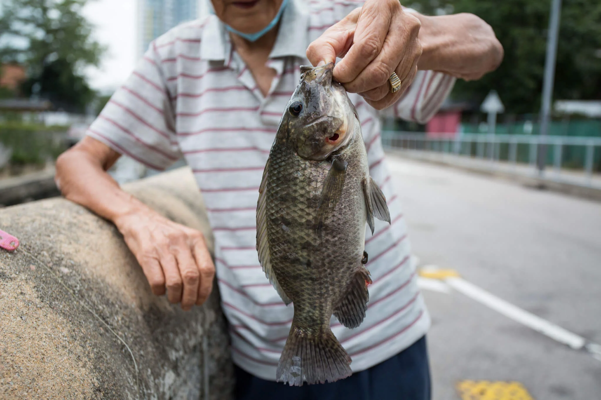 香港 釣魚 地方 (99) 사진
