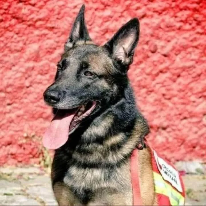 墨西哥搜救犬Proteo英勇殉職