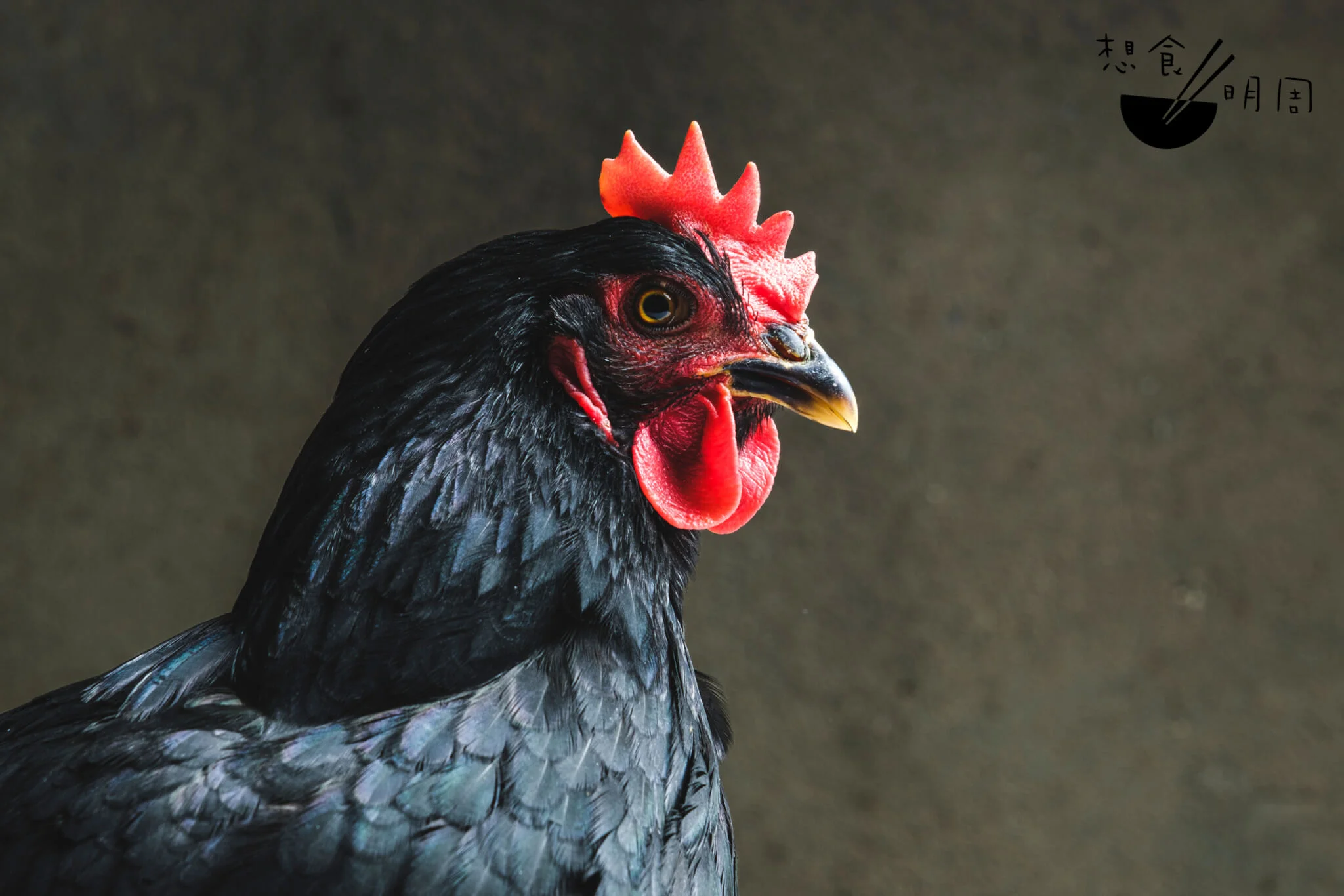 黑羽雞//純種石歧雞和法國雞配種而成，因其中少數偶發性而長成全身黑色羽毛。特點是肉質幼細結實，油分充足；相對同樣大小的其他雞種而言，它更有嚼勁，雞味亦濃。