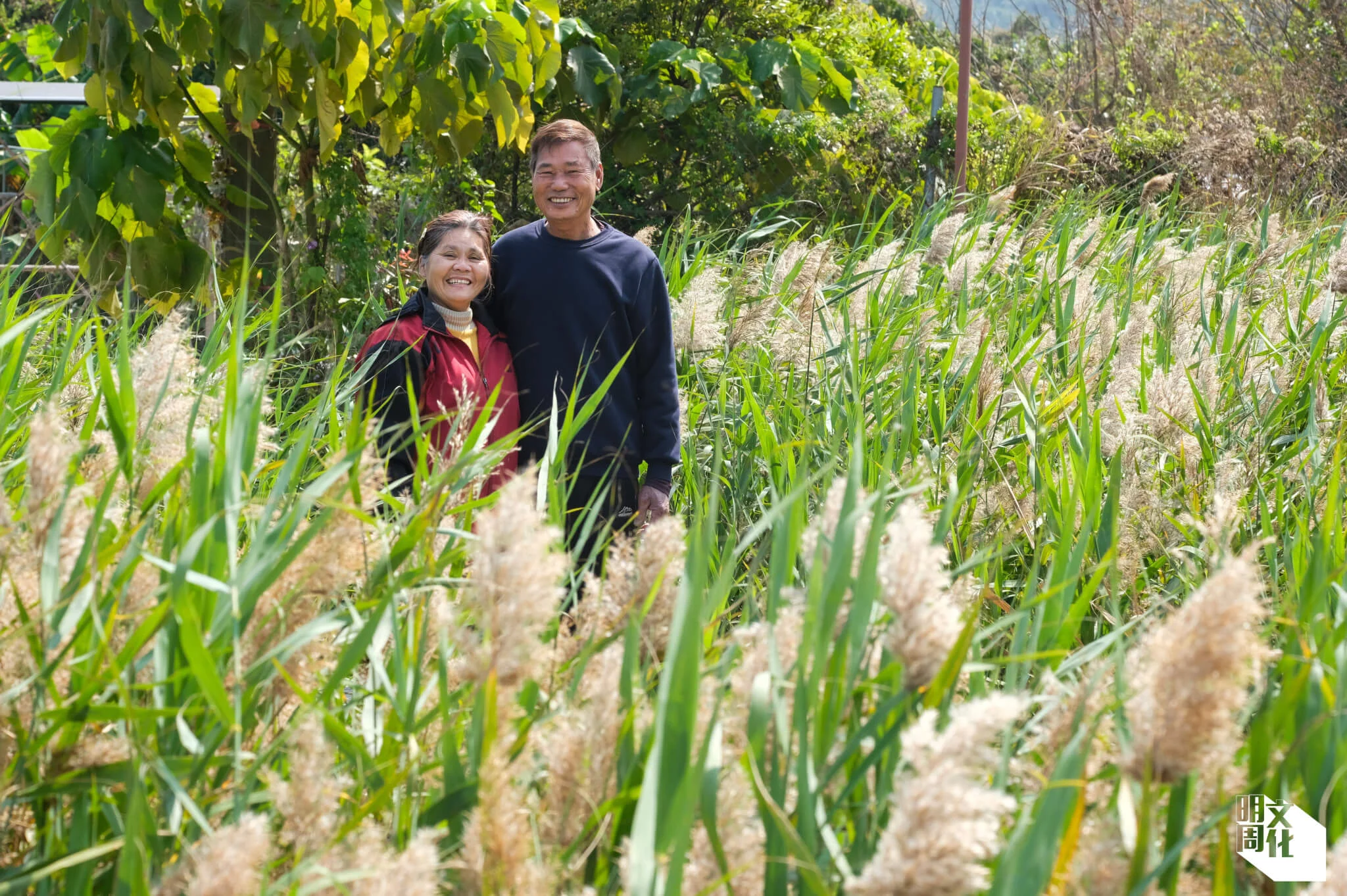 信哥和太太在田裏的蘆葦叢笑得燦爛