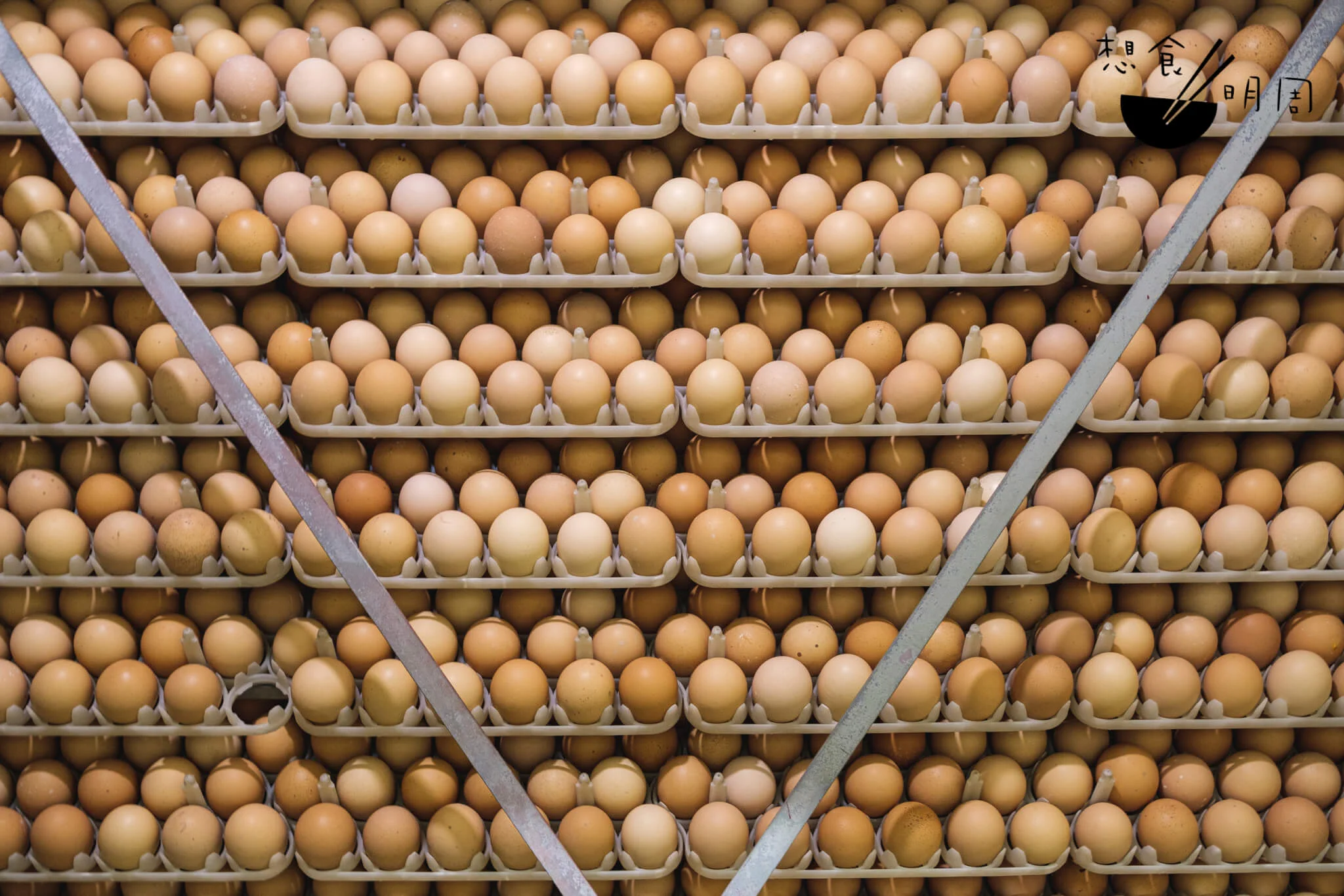也不是每個本地雞場出售雞蛋，就像這裏，「雞蛋」其實都是雞苗，悉數存放於設有日本先進儀器的孵化房。