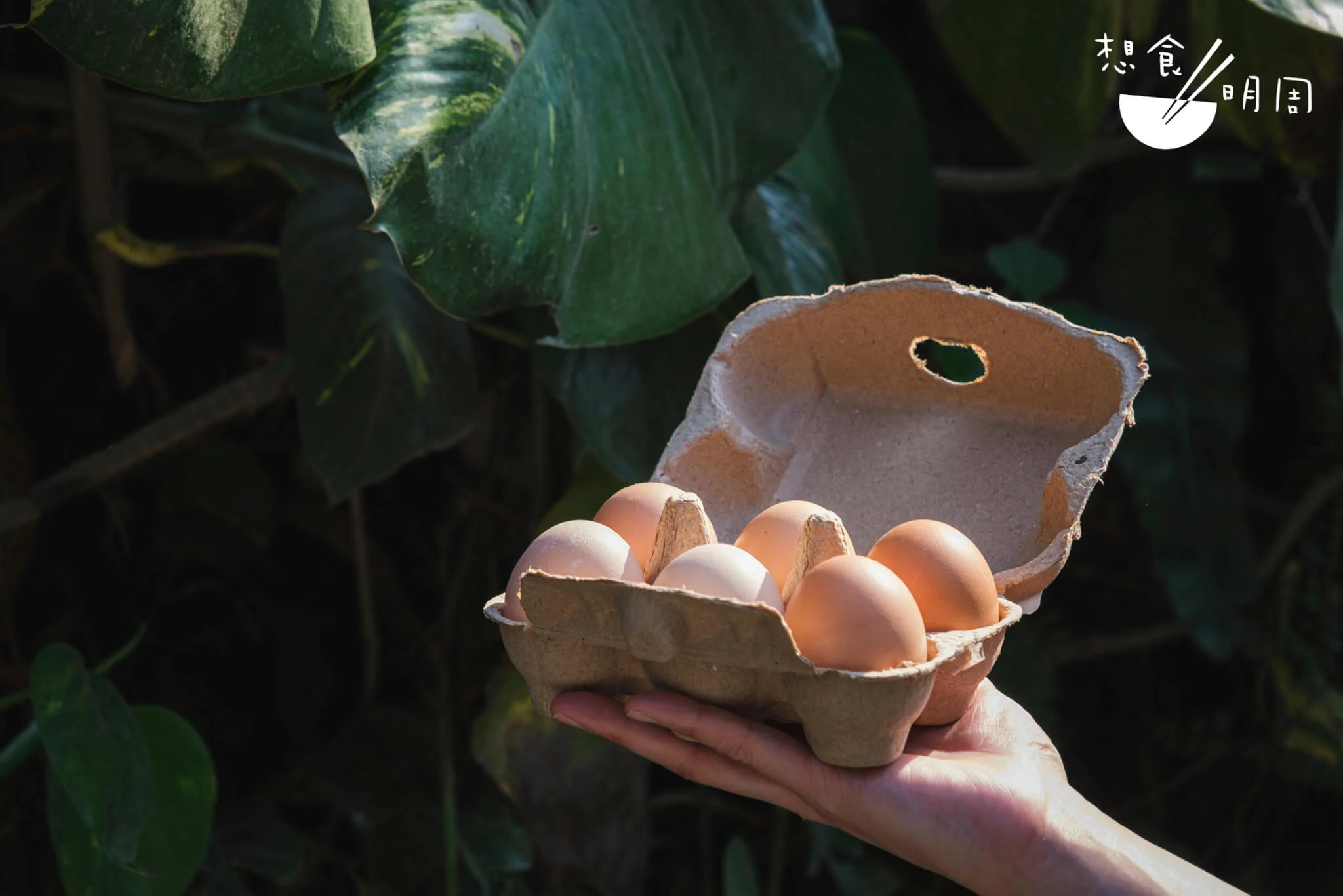 嘉道理農場雞蛋按大小分為A蛋（如圖，$45/盒）和B蛋（$35/盒）。