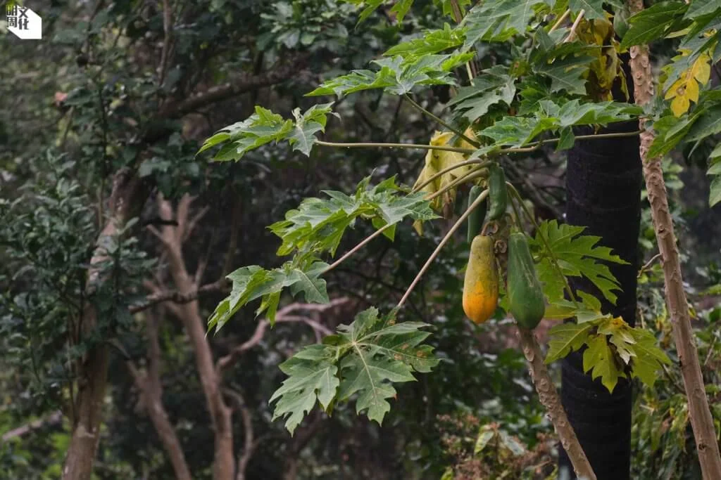 李尚文閒時喜歡種果樹，他家的庭園種有十多廿棵木瓜樹。他說木瓜樹很快有收成，常常摘下來吃新鮮清甜的木瓜。