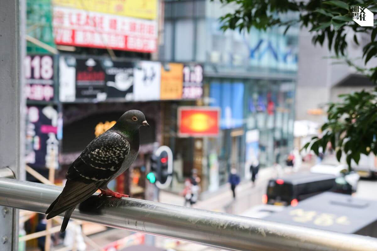 由於長期進食被污染的水和食物，香港大部分白鴿免疫力不足，患病的機會隨之增加，其中一種常見病是鴿痘，不過只會在鴿之間傳播，並不會傳染給人類。