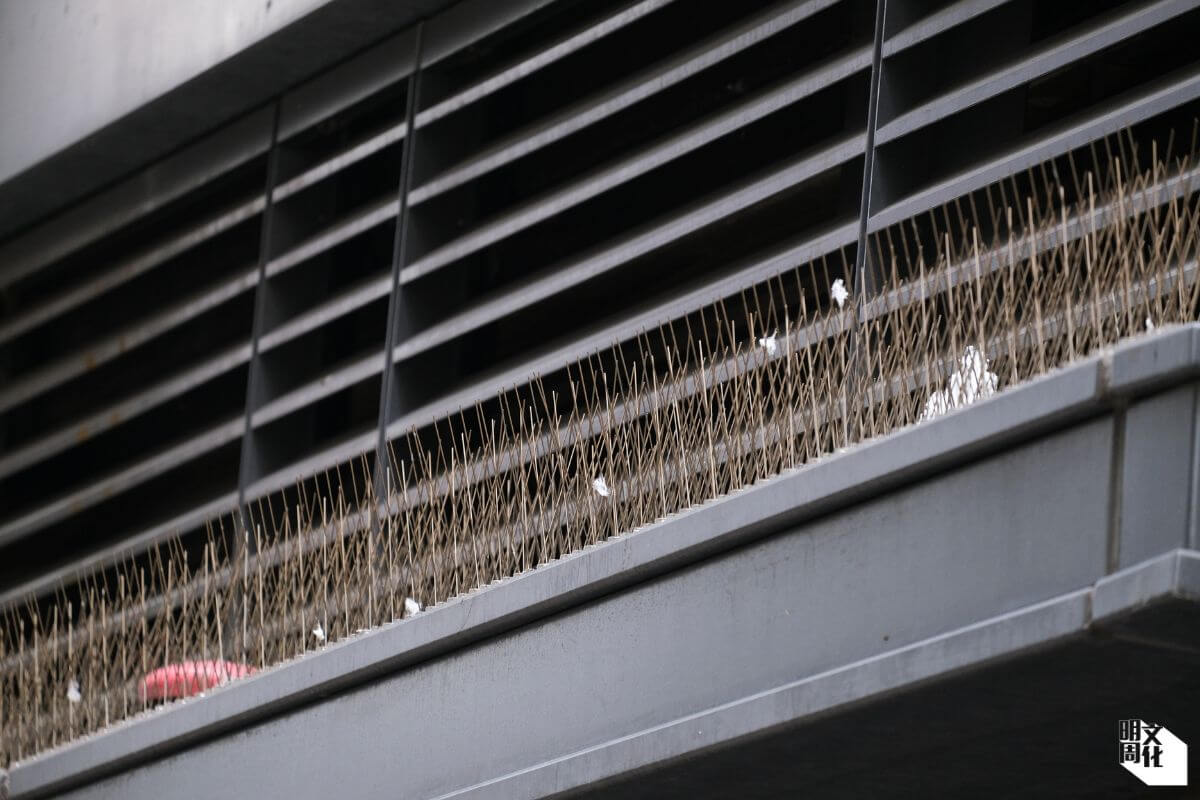 中環站C出口有大量白鴿聚集，故旁邊的商廈安裝了鳥刺