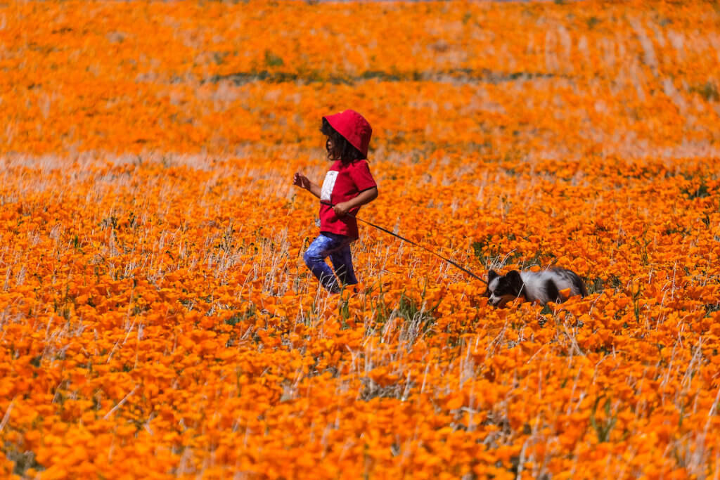 California poppies super bloom