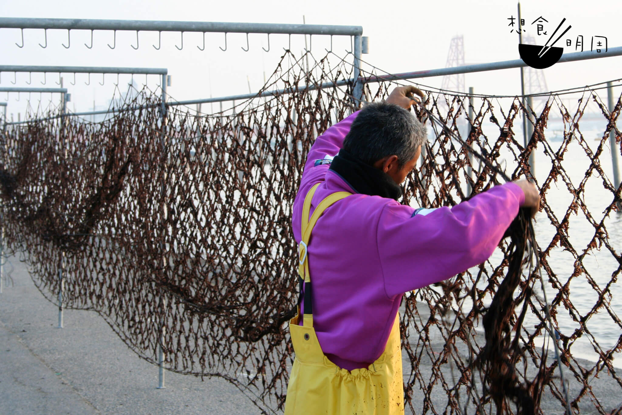 漁民正整理海苔網，清除纏繞的海草。