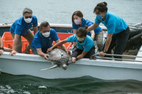 由二○○○年至今，由海洋公園與漁護署一起拯救，經悉心照料後康復，並得以重返海洋的海龜超過七十隻。