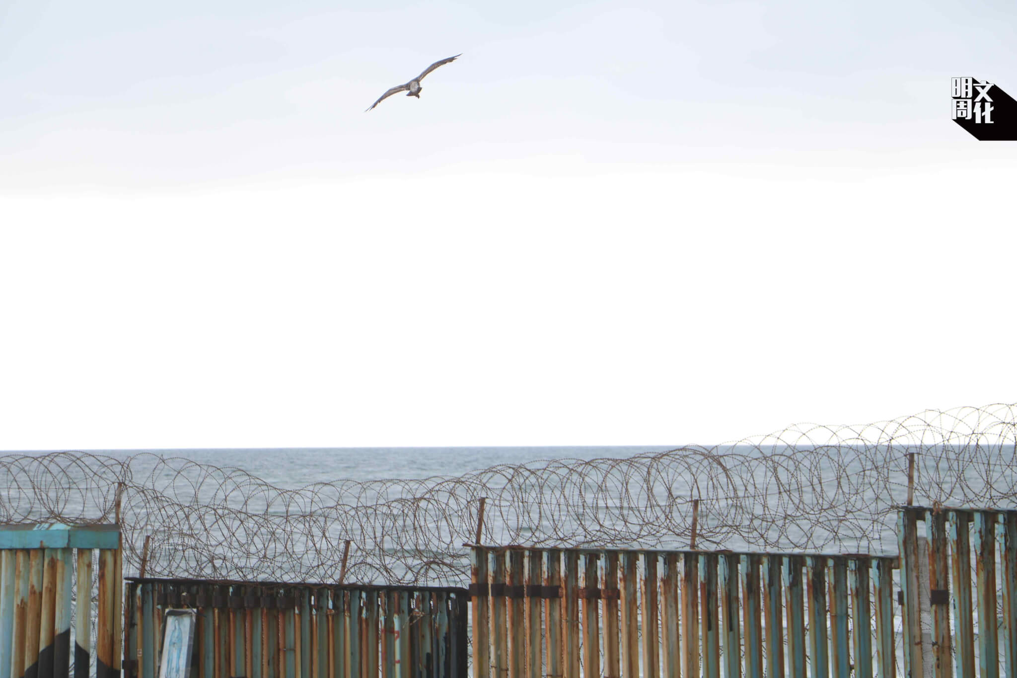 在鄰近海灘的邊境圍牆附近不時看到雀鳥，也只有牠們可以自由穿越邊境。