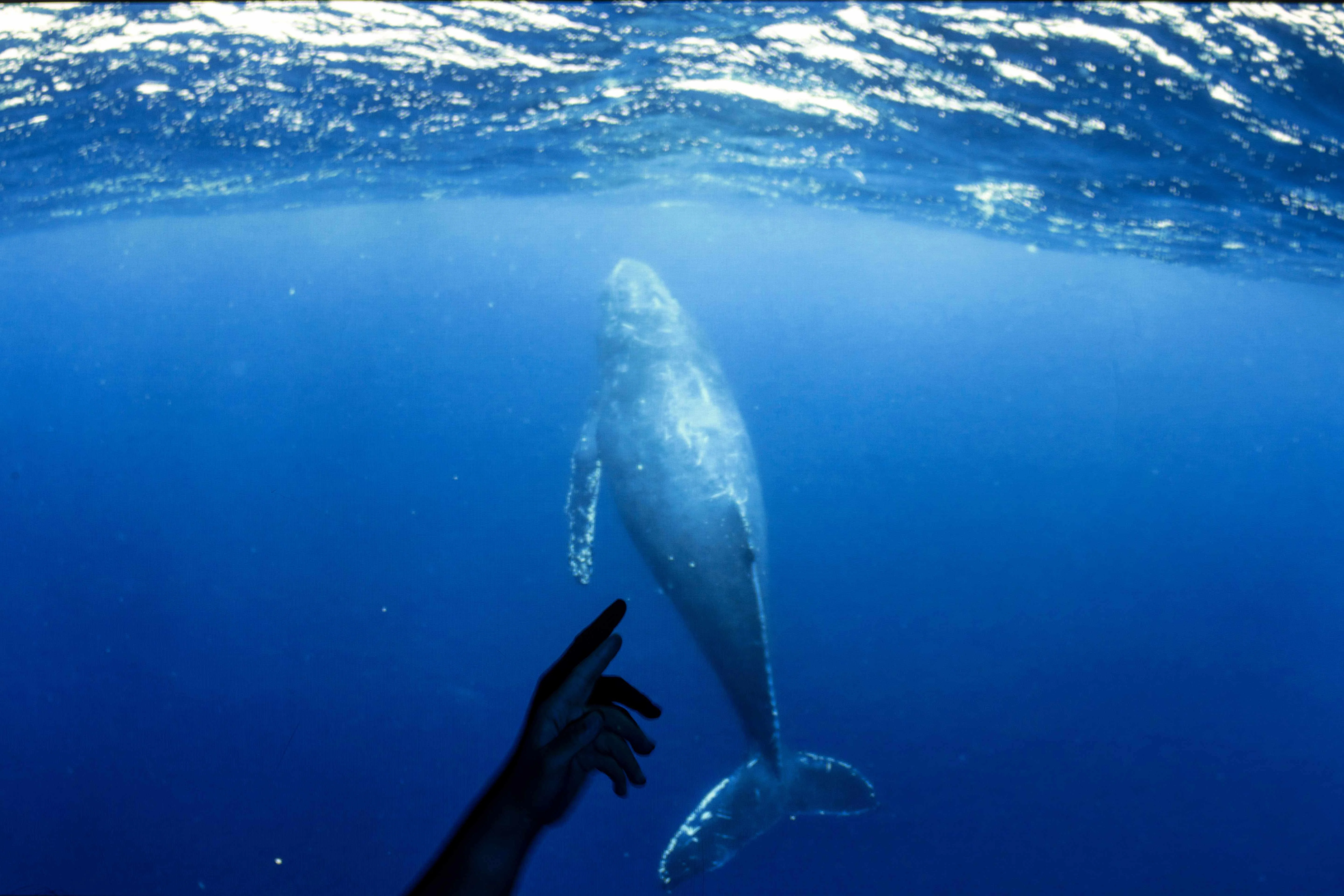 鯨逝證言- 明周文化