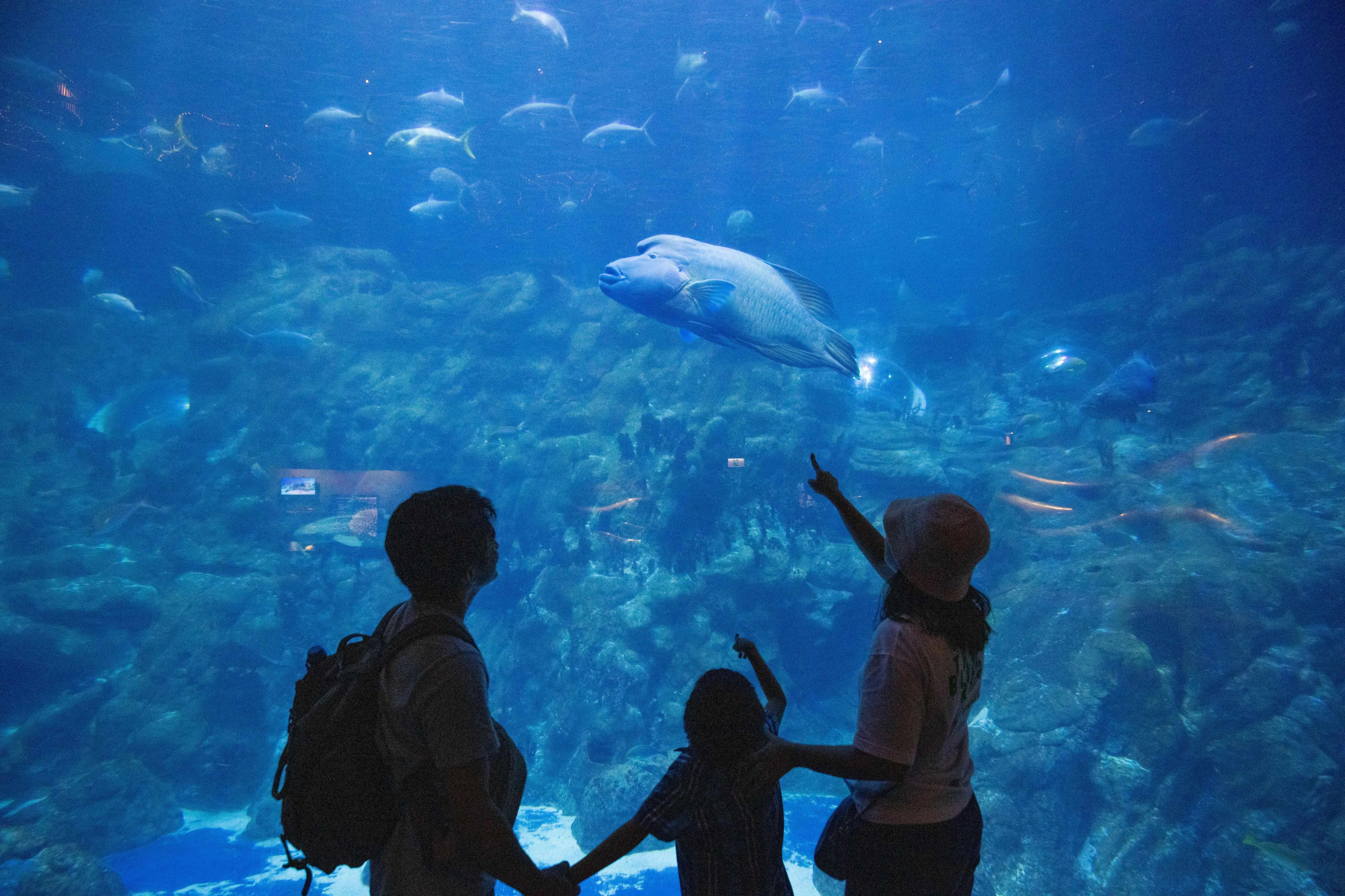 鯨逝之後的反思與倡議海洋公園圈養鯨豚是為保育或娛樂？ 法例如何保障類似事件不再發生？ -社會- 明周文化