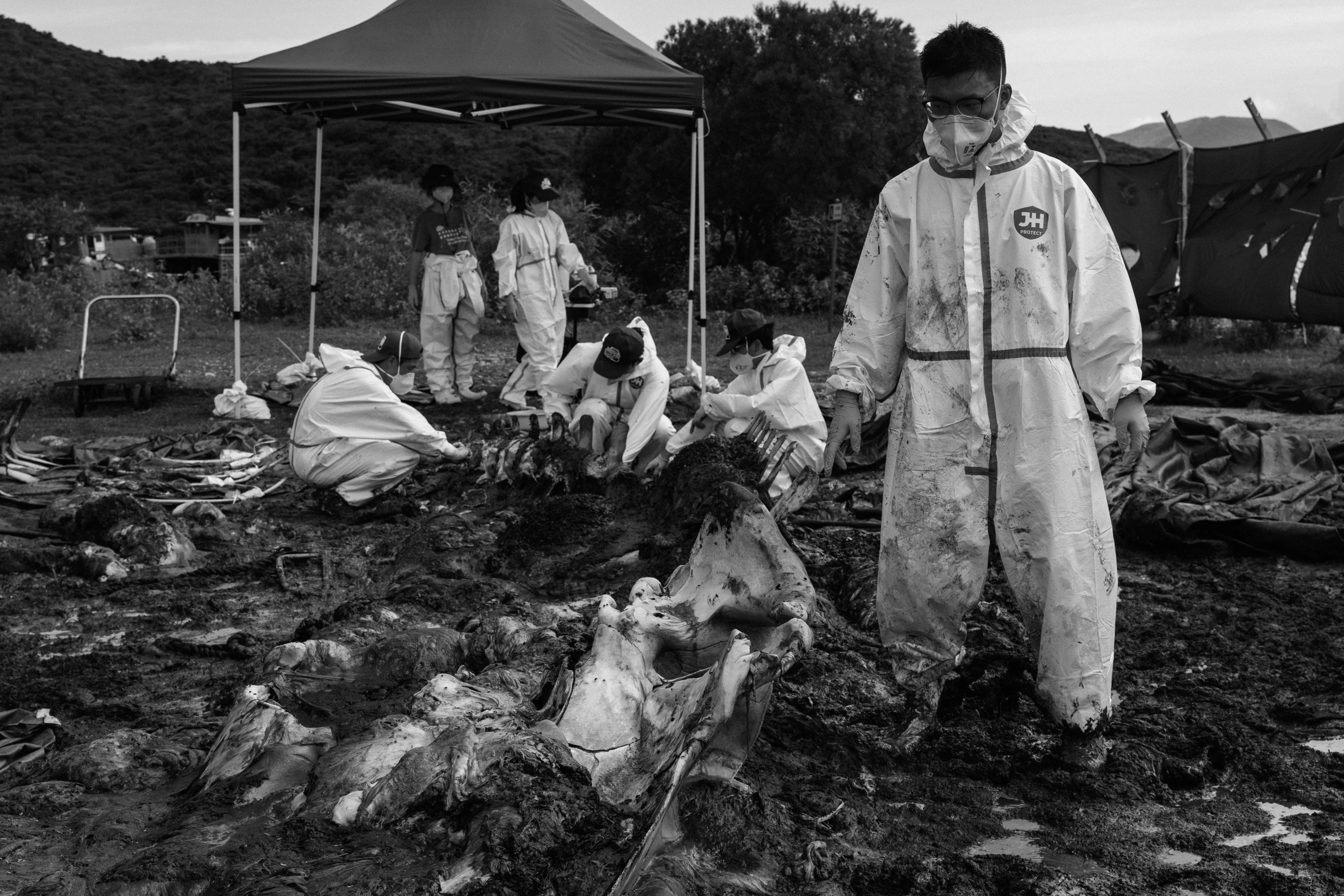 Compass踏在鯨魚的腐肉組織上，百般滋味在心頭。(香港海洋公園保育基金提供)