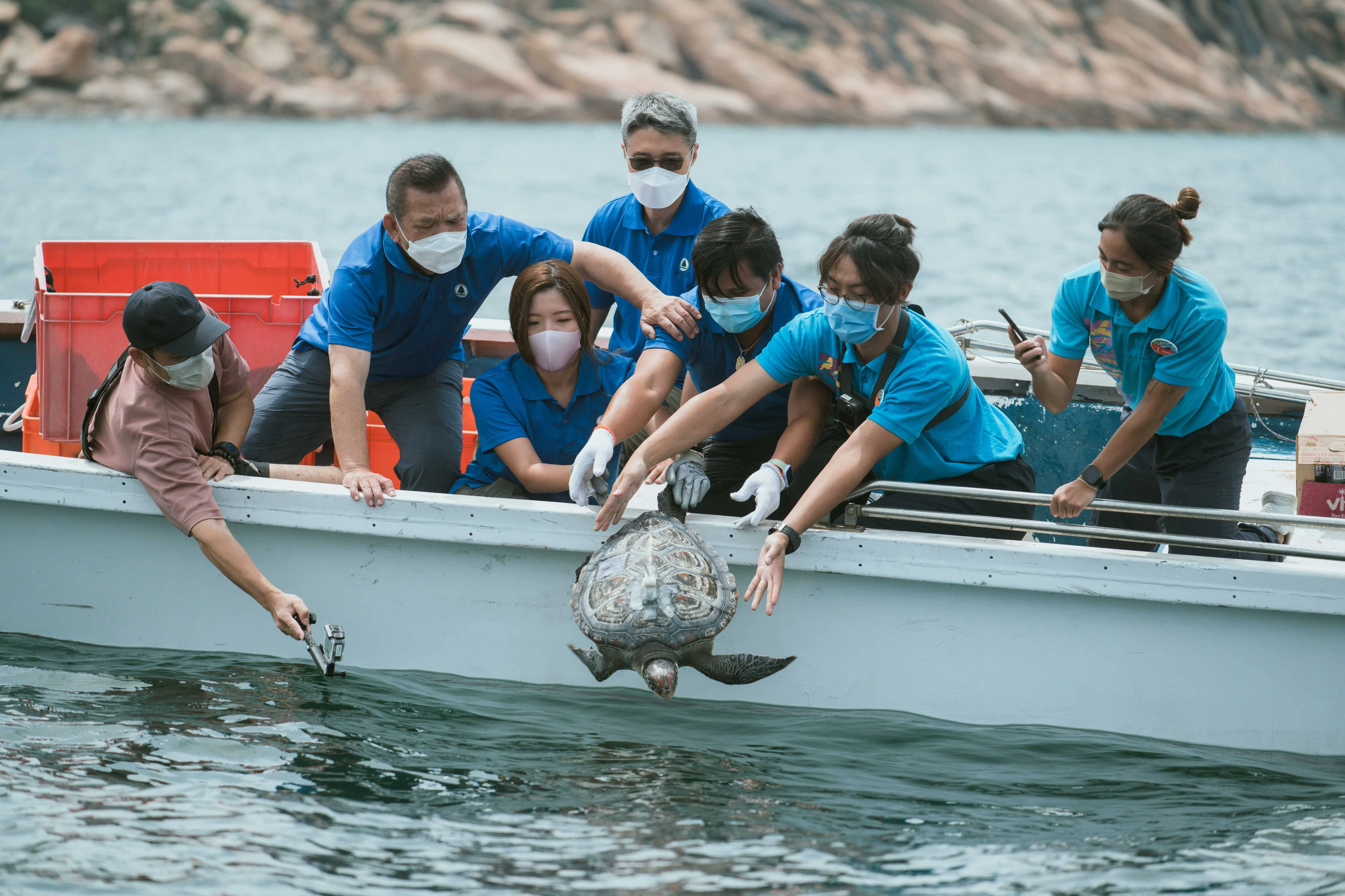 獲救的受傷綠海龜在康復 後被放回大海(香港海洋 公園保育基金提供)