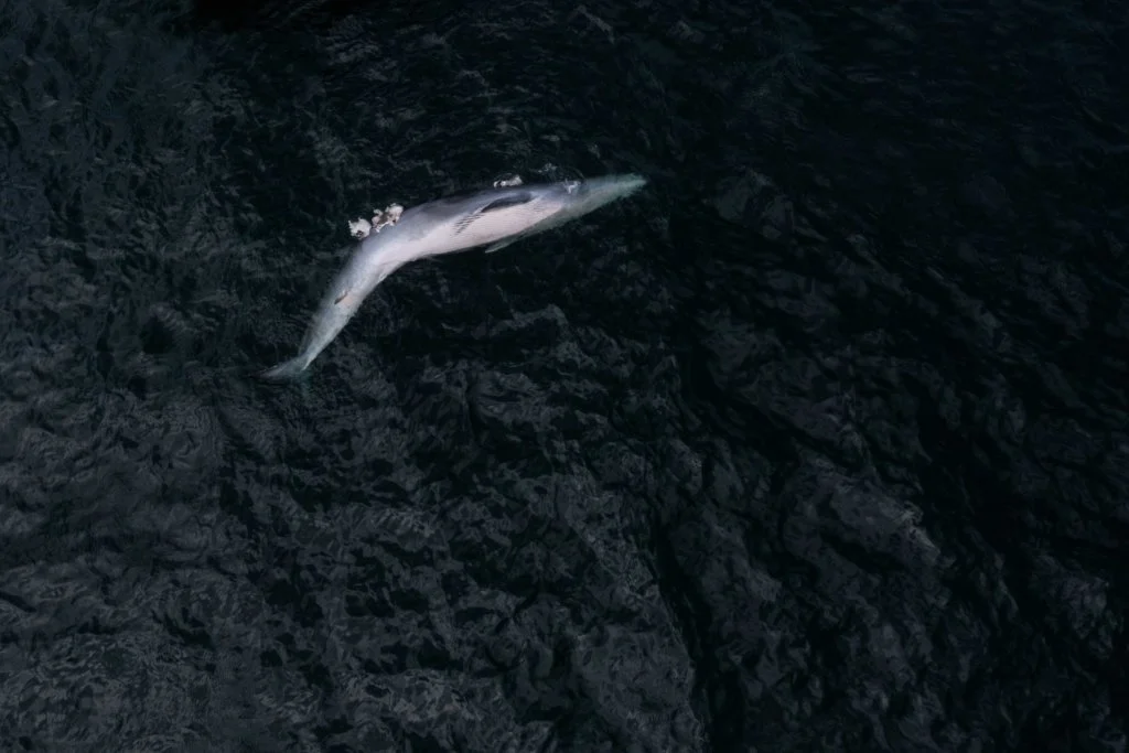 朱安妮本身喜歡海洋生態，故自薦到西貢拍攝鯨屍。（朱安妮攝）