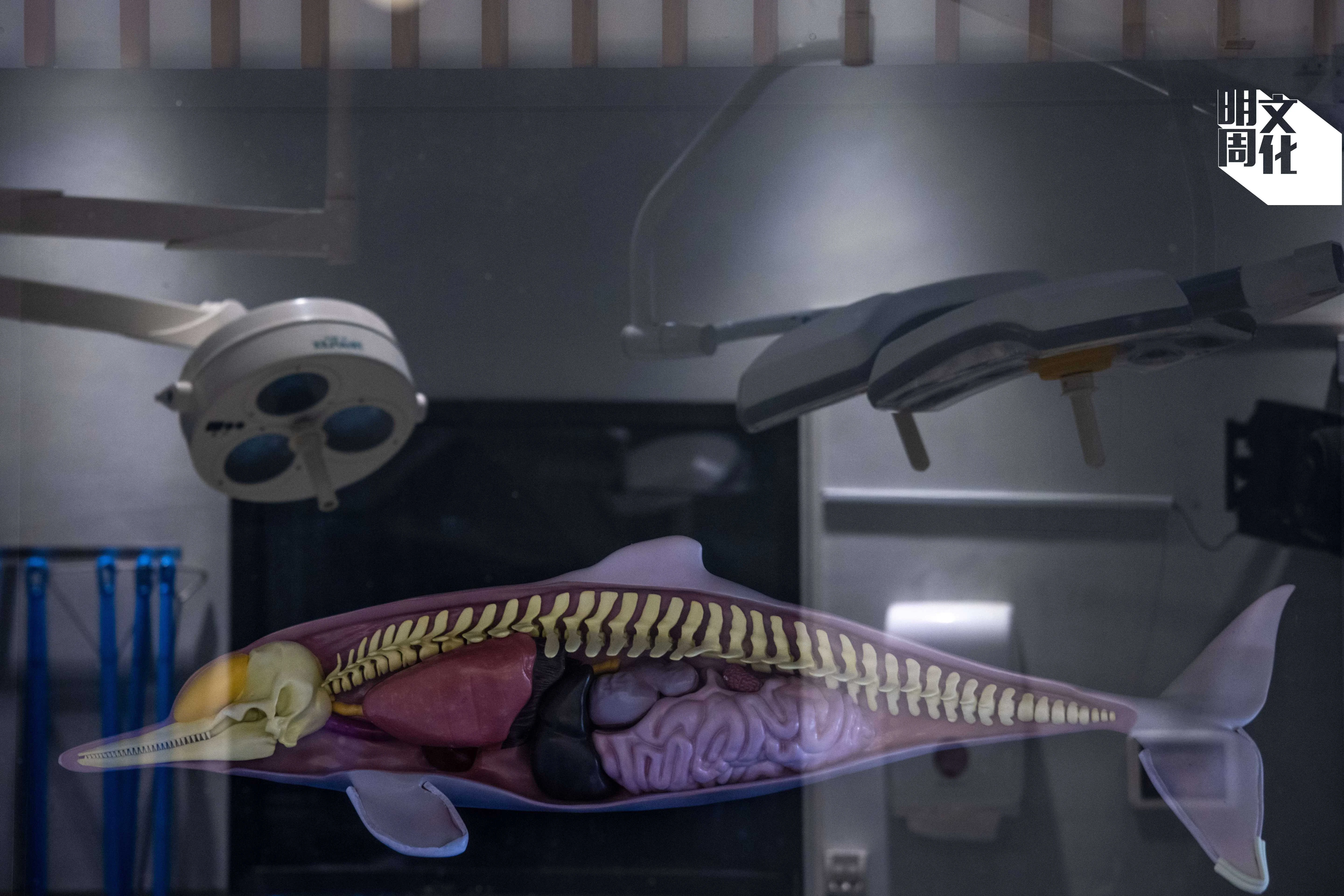 實驗室一角的一個海豚剖析模型