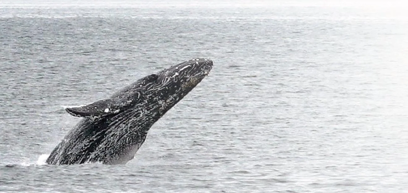 二〇〇九年三月，一條約十米長的座頭鯨首次現身香港，於南丫島與鴨脷洲一帶水域出沒，當時也吸引了大批市民出海觀賞。（香港海豚保育學會提供）