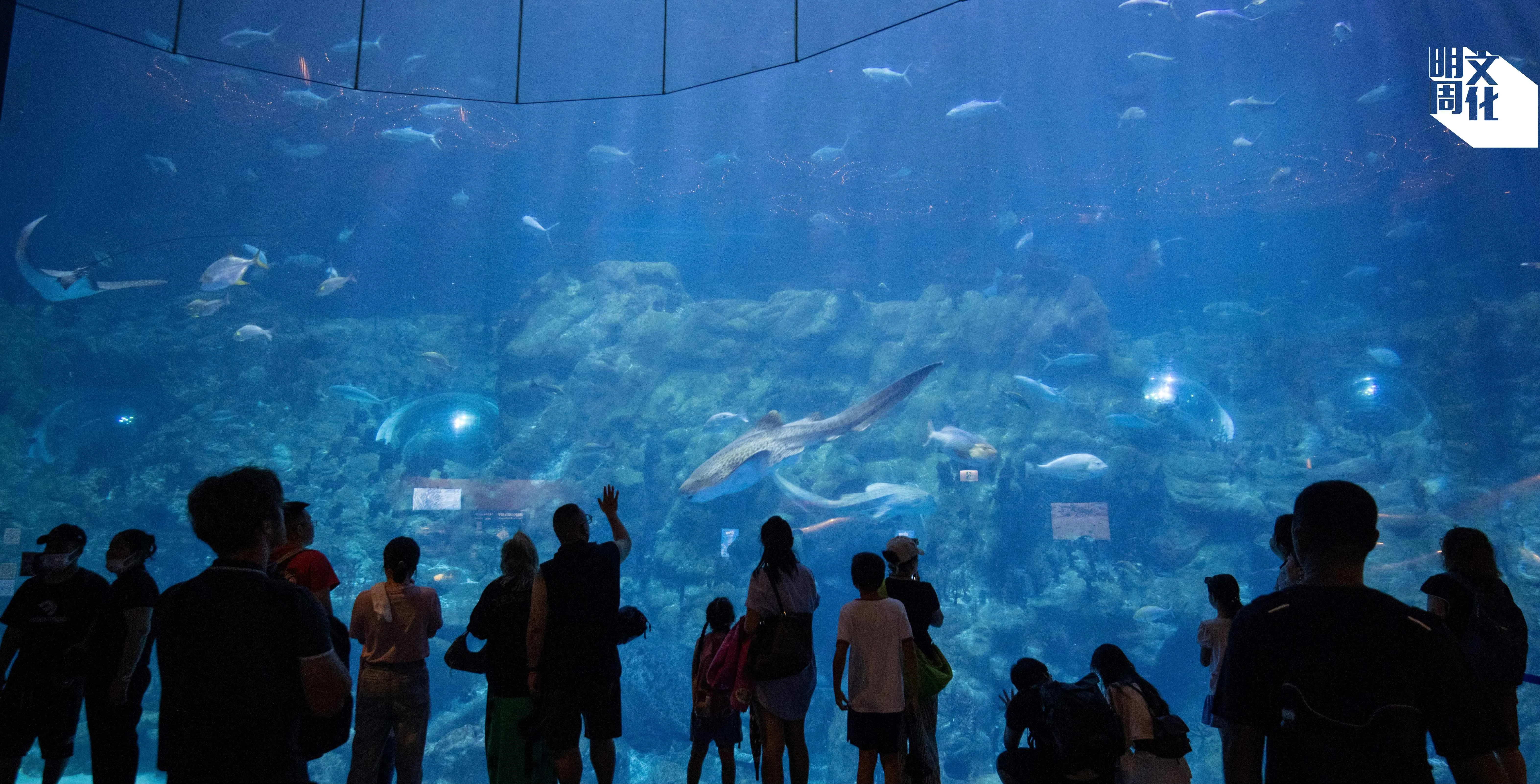 海洋公園水族館飼養大量海洋生物，黃永康認為並不是人人都有錢能到野外看動物，他認為透過展示海洋生 物及其護理方式，能改善保育工作。