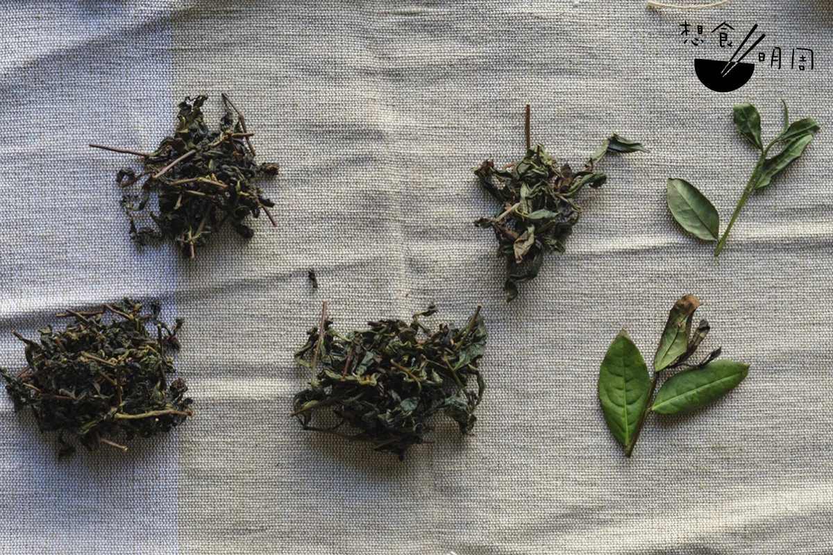 製茶的最終目的，無非藉不同工序，逐步揮發茶葉水分至乾身。從照片右至左可見，茶青經晾青、搖青、殺青及包揉後的變化。