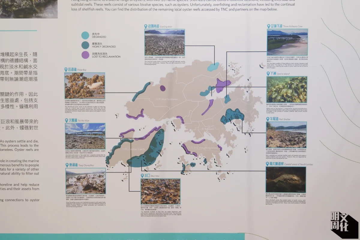 Anniqa說，根據團隊已調查的區域，大部分因填海而消失，或嚴重流失，僅圖中淺藍色標籤的沙頭角海，其蠔礁是相對健康的一羣。