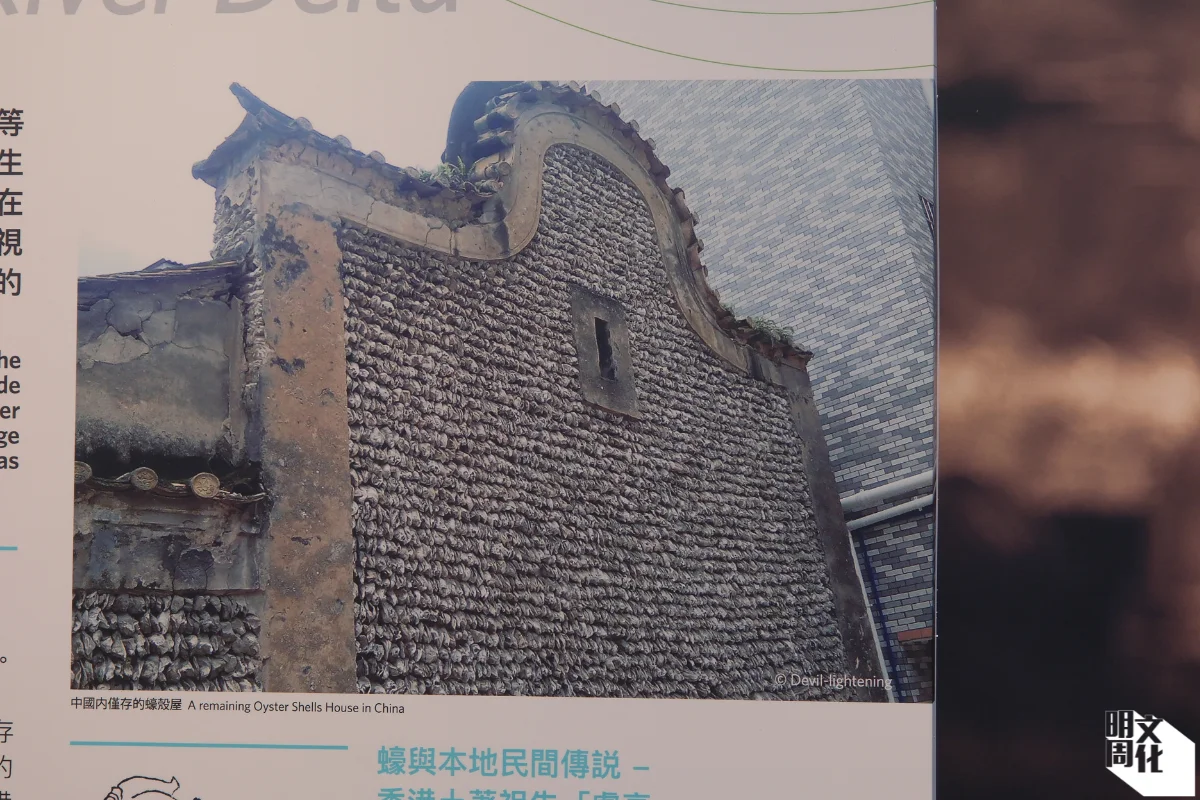 從前，蠔殼是造牆的物料之一。圖中為中國內僅存的蠔殼屋。