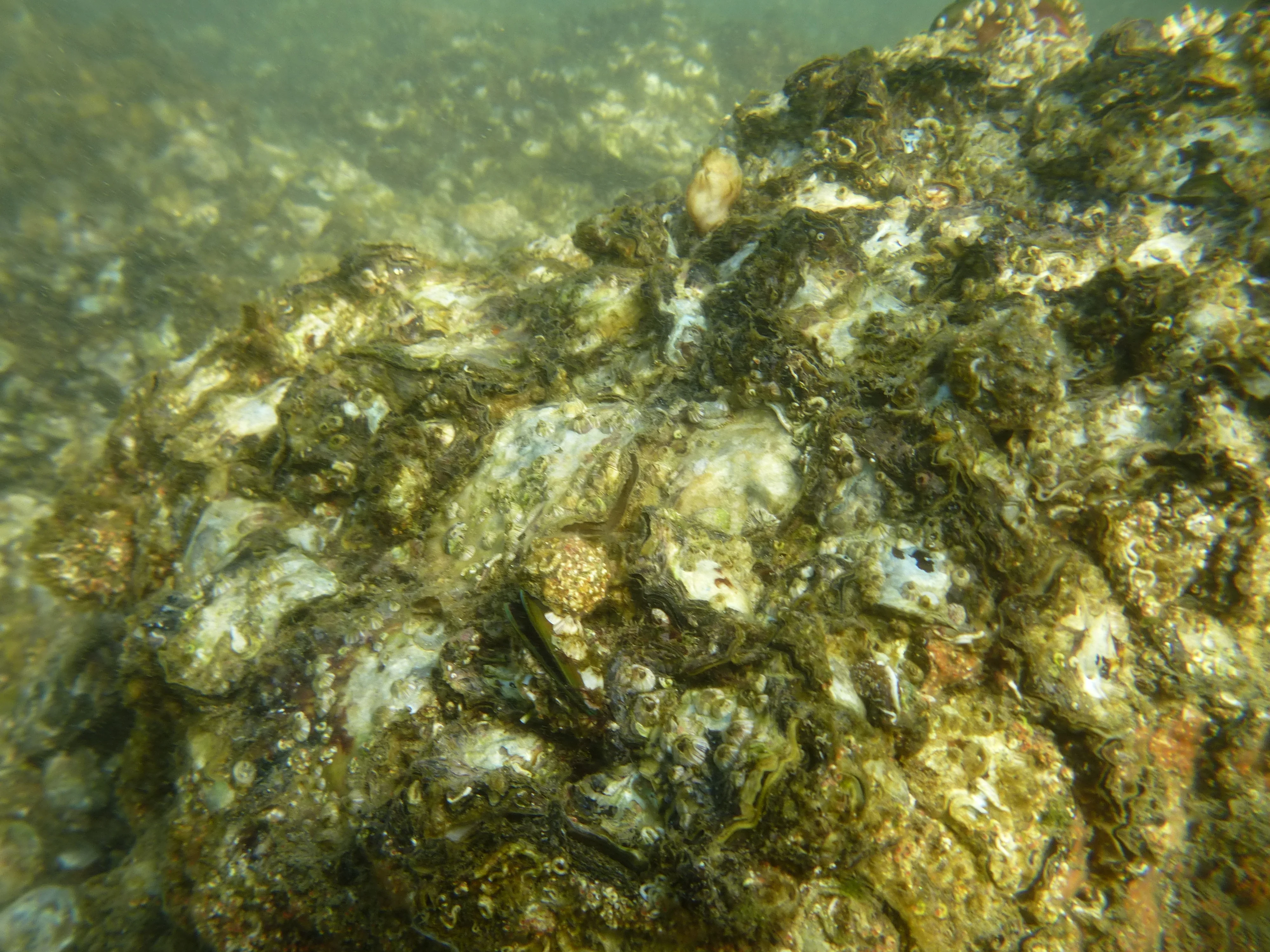 雖然受吐露港水域富營養化影響，一些海底貝類礁因缺氧死亡，但在丫洲仍有一些具韌性的貝類礁存在。（圖片由大自然協會提供）