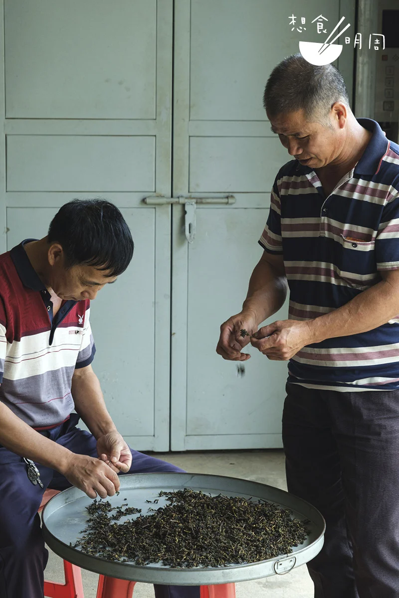 與王水金合作多年的農工，午後完成晾青工作，趁空閒幫忙揀毛茶。