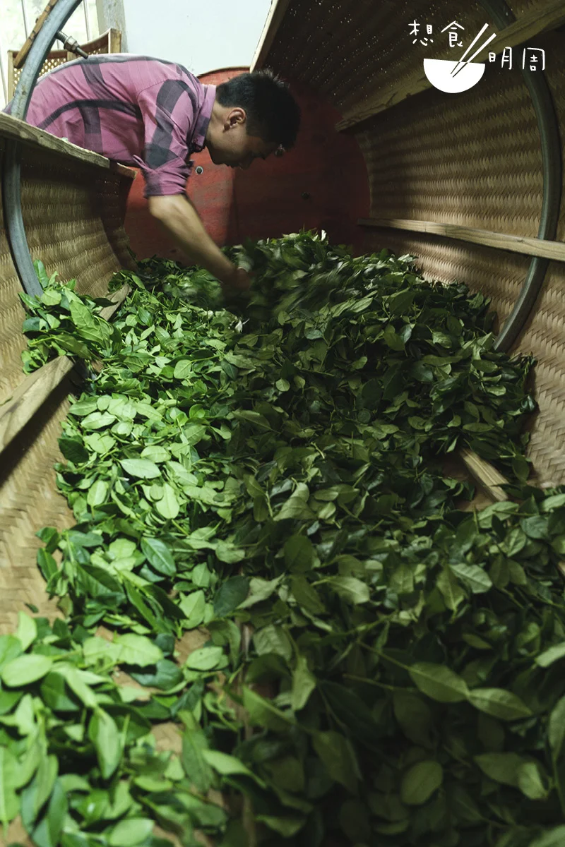 搖過第一回合後，茶農檢查茶青。